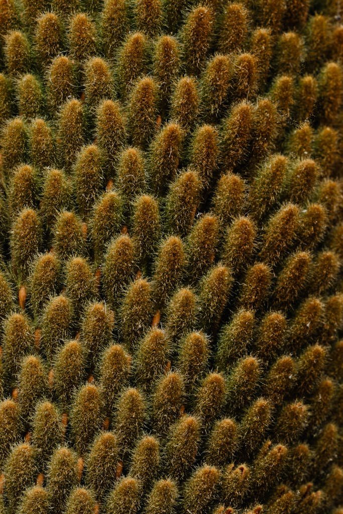 Light brown spikes with cattails growing on field in summer