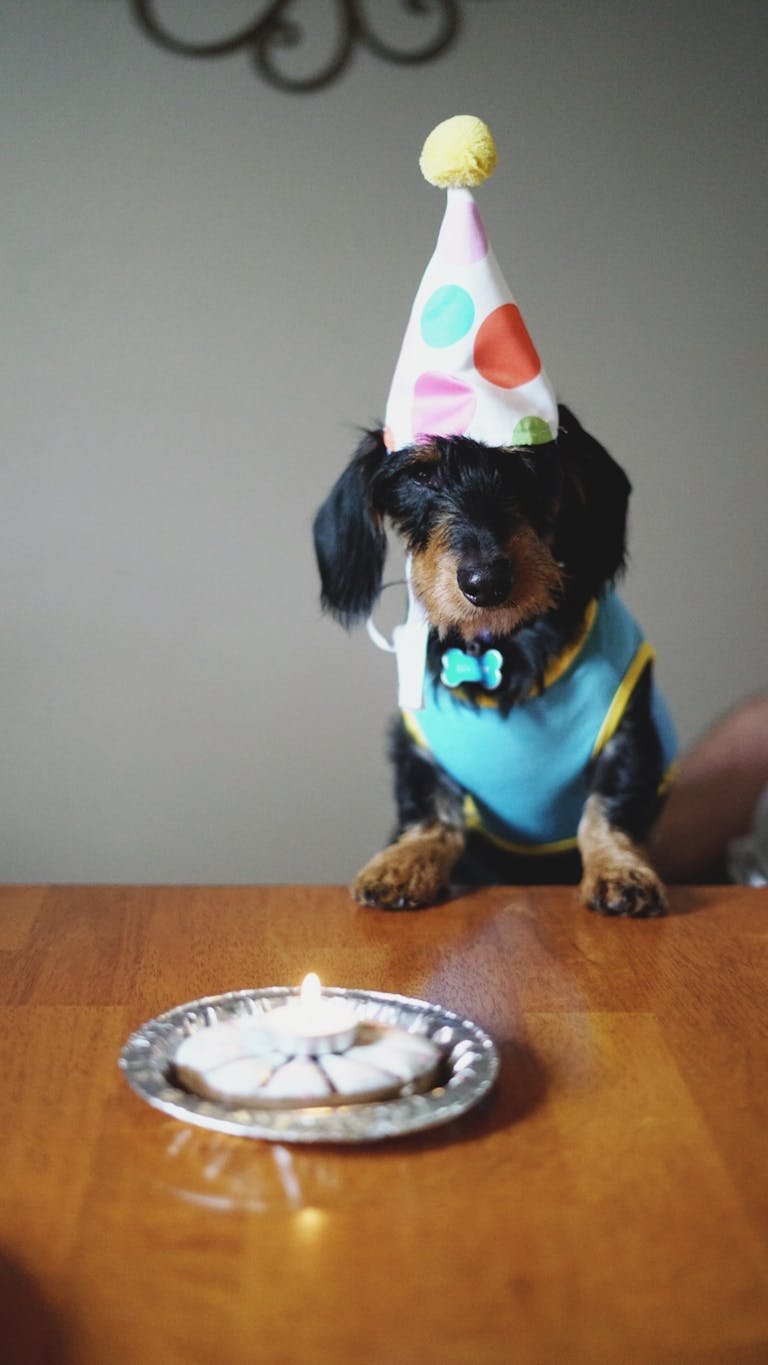 Dog with Party Hat