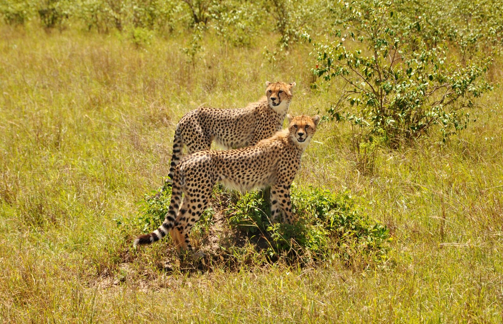 wildlife photography of two cheetahs